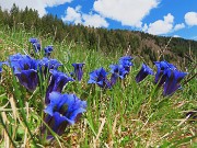 46 Fiori di Gentiana clusii (Genziana di Clusius)